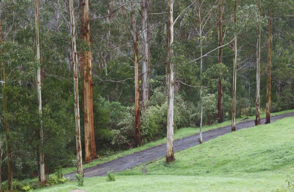 Tall Trees Eco Retreat - Blackwood Cottage Apollo Bay Bagian luar foto