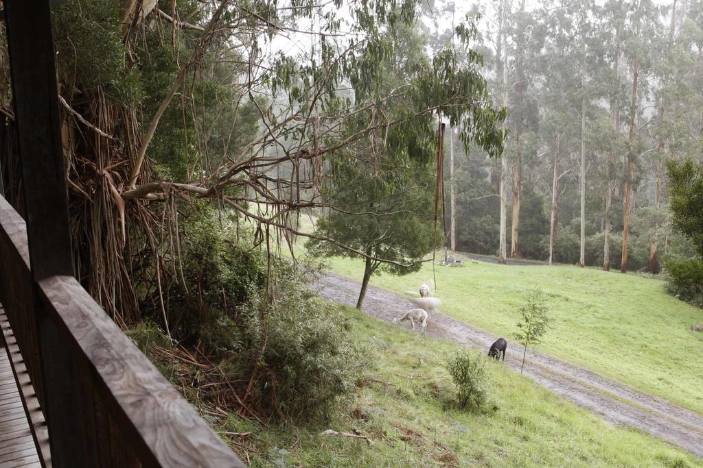 Tall Trees Eco Retreat - Blackwood Cottage Apollo Bay Bagian luar foto