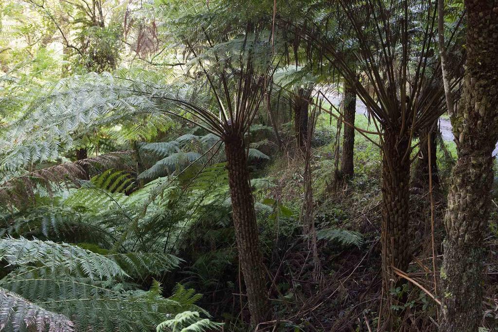 Tall Trees Eco Retreat - Blackwood Cottage Apollo Bay Bagian luar foto