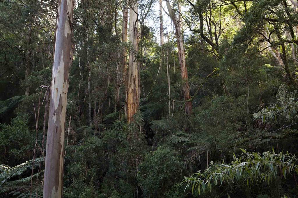 Tall Trees Eco Retreat - Blackwood Cottage Apollo Bay Bagian luar foto